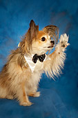 DOG 05 MQ0090 01
Long-haired Chihuahua Wearing Bow Tie Waving On Blue Background