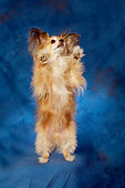 DOG 05 MQ0091 01
Long-haired Chihuahua Standing On Hind Legs Blue Background