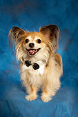 DOG 05 MQ0092 01
Long-haired Chihuahua Wearing Bow Tie Standing On Blue Background