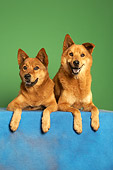 DOG 05 MQ0093 01
Two Finnish Spitz Laying On Blue Table Green Background Studio