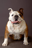 DOG 05 MR0008 01
Portrait Of Bulldog Sitting Studio