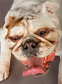 DOG 05 MR0016 01
Head Shot Of Bulldog Smiling
