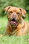 DOG 05 NR0001 01
Dogue de Bordeaux