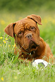 DOG 05 NR0002 01
Dogue de Bordeaux Laying In Grass