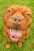 DOG 05 NR0003 01
Dogue de Bordeaux