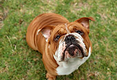 DOG 05 RC0001 01
Overhead Shot Of English Bulldog Sitting On Grass