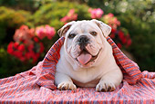 DOG 05 RC0007 01
Portrait Of English Bulldog Laying On Blanket By Shrubs With Pink Flowers
