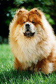 DOG 05 RC0010 01
Portrait Of Chow Chow Sitting On Grass