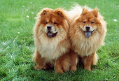DOG 05 RC0011 01
Portrait Of Two Chow Chows Sitting On Grass