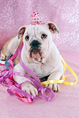DOG 05 RC0015 01
Humorous English Bulldog Wearing Party Hat With Ribbons