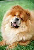 DOG 05 RC0016 01
Shoulder Shot Of Chow Chow Laying On Grass