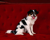 DOG 05 RK0001 01
Japanese Chin Sitting On Red Couch