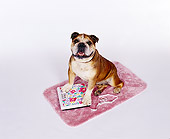DOG 05 RK0002 03
Bulldog Sitting On Pink Rug And Bathroom Scale Facing Camera On White Seamless