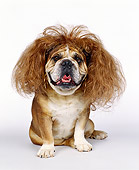 DOG 05 RK0009 14
Bulldog 