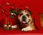 DOG 05 RK0019 11
Bulldog Laying By Poinsettia And Christmas Decorations