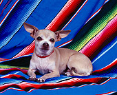 DOG 05 RK0020 11
Chihuahua With Collar Laying On Mexican Blanket Facing Camera