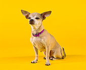 DOG 05 RK0031 13
Chihuahua Sitting Yellow Seamless Studio