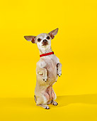 DOG 05 RK0034 07
Chihuahua On Hind Feet Begging On Yellow Seamless