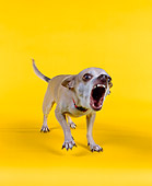 DOG 05 RK0035 09
Chihuahua Barking On Yellow Seamless Studio
