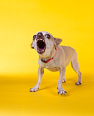 DOG 05 RK0035 13
Chihuahua Barking On Yellow Seamless Studio
