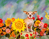DOG 05 RK0037 07
Chihuahua Standing On Pail By Flowers Studio
