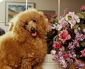 DOG 05 RK0049 15
Poodle Sitting On Wooden Table By Flowers And Mirror