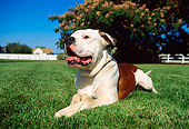 DOG 05 RK0052 01
American Bulldog Laying On Grass By Tree
