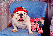 DOG 05 RK0068 09
English Bulldog Sitting On Blue Chair By Flowers