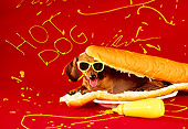 DOG 05 RK0084 05
Humorous Shot Of Dachshund Laying Inside Hot Dog Bun Wearing Sunglasses Mustard Red Background