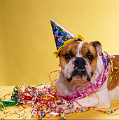 DOG 05 RK0091 02
Humorous Shot Of Bulldog Wearing Party Hat With Decorations Yellow Seamless