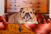 DOG 05 RK0104 01
Head Shot Of Bulldog Sitting In Dresser Drawer