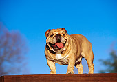 DOG 05 RK0108 06
Bulldog Standing On Wooden Table Facing Camera Blue Sky