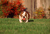 DOG 05 RK0113 05
Bulldog Walking On Grass