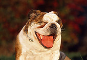 DOG 05 RK0117 01
Head Shot Of Bulldog Yawning At Dusk