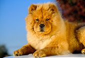 DOG 05 RK0131 02
Close-Up Of Chow Chow Laying Blue Sky