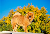 DOG 05 RK0134 03
Profile Shot Of Chow Chow Standing On Top Of Car