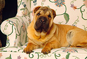 DOG 05 RK0148 05
Shar-pei Laying On Floral Chair
