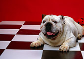 DOG 05 RK0158 01
Bulldog Laying And Facing Camera On Checkered Floor Red Background