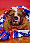 DOG 05 RK0161 13
Head Shot Of Bulldog Laying On British Flag Facing Camera Red Background