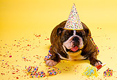 DOG 05 RK0165 14
Head Shot Of Bulldog Laying And Facing Camera Wearing Party Hat Yellow Background