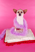 DOG 05 RK0169 01
Chihuahua Sitting On Pillow Wearing Crown And Feather Boa On Pink Seamless Studio