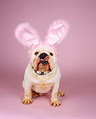 DOG 05 RK0191 04
English Bulldog Sitting Facing Camera Wearing Pink Rabbit Ears And Spike Collar On Pink Seamless