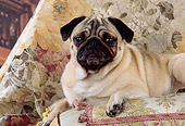 DOG 05 RK0194 04
Pug Laying On Floral-Print Pillow Studio
