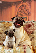 DOG 05 RK0196 06
Pug Adult And Puppy Sitting Together On Pillow Flower Material Background Facing Camera