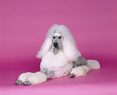 DOG 05 RK0213 07
Continental Standard Poodle Laying On Pink Seamless