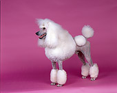 DOG 05 RK0215 02
Continental Standard Poodle White Standing On Pink Seamless Background