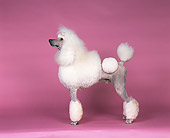 DOG 05 RK0216 02
Profile Shot Of Continental Standard Poodle On Pink Seamless