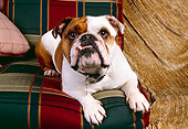 DOG 05 RK0228 04
Bulldog Laying On Plaid Couch By Tan Blanket