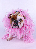 DOG 05 RK0232 01
Humorous Shot Of Bulldog Wearing Crown And Pink Feather Boa On White Seamless Background