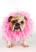 DOG 05 RK0232 17
Humorous Shot Of Bulldog Wearing Crown And Pink Feather Boa On White Seamless Background
